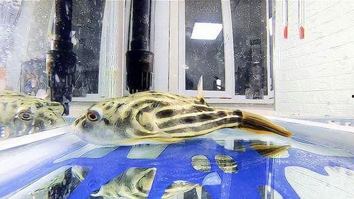 斑马狗头鱼视频,揭秘水中“斑马”的奇特魅力