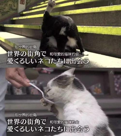 猫走猫步的视频,揭秘猫咪的独特步伐